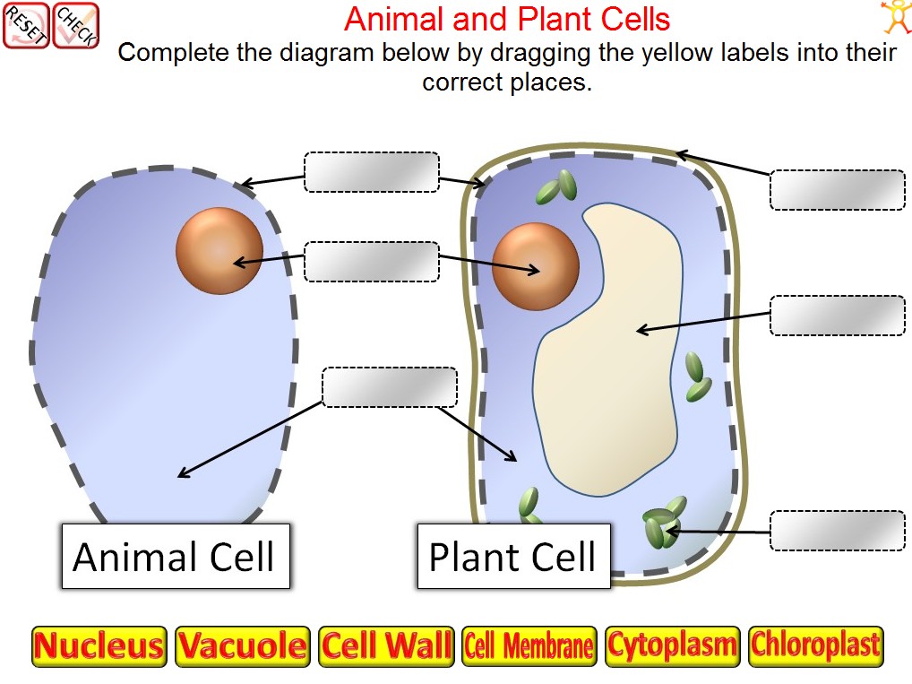 Parts of a Cell quiz : Biological Science Picture Directory – 