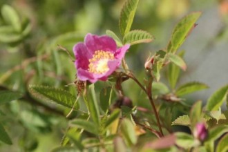 Peafruit Wild Rose , 6 Wild Roses Plant In Plants Category