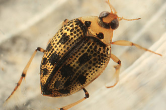Peltodytes Edentulus Water Beetle , 7 Water Bug Beetle In Beetles Category