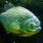 Piranha fish , 6 Amazon River Fish In pisces Category
