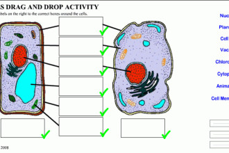 Plant And Animal Cells Diagram Quiz , 6 Animal And Plant Cell Quiz In Cell Category