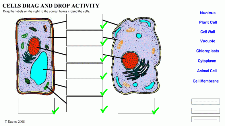 Plant And Animal Cells Diagram Quiz : Biological Science Picture Directory  – 