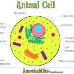 Plant And Animal Cells For Kids , 5 Plant And Animal Cells Picture For Kids In Cell Category