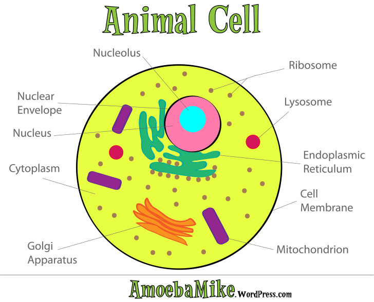 Cell , 5 Plant And Animal Cells Picture For Kids : Plant And Animal Cells For Kids