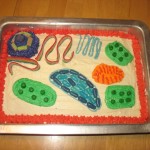  Plant Cell Project for study , 5 Plant Cell 3d Project Ideas In Cell Category