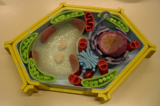 Plant Cell project to learn in Cell