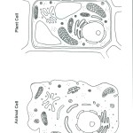 Plant and animal Cell Color Worksheet , 6 Animal And Plant Cell Quiz In Cell Category