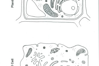 Plant and animal Cell Color Worksheet in Butterfly