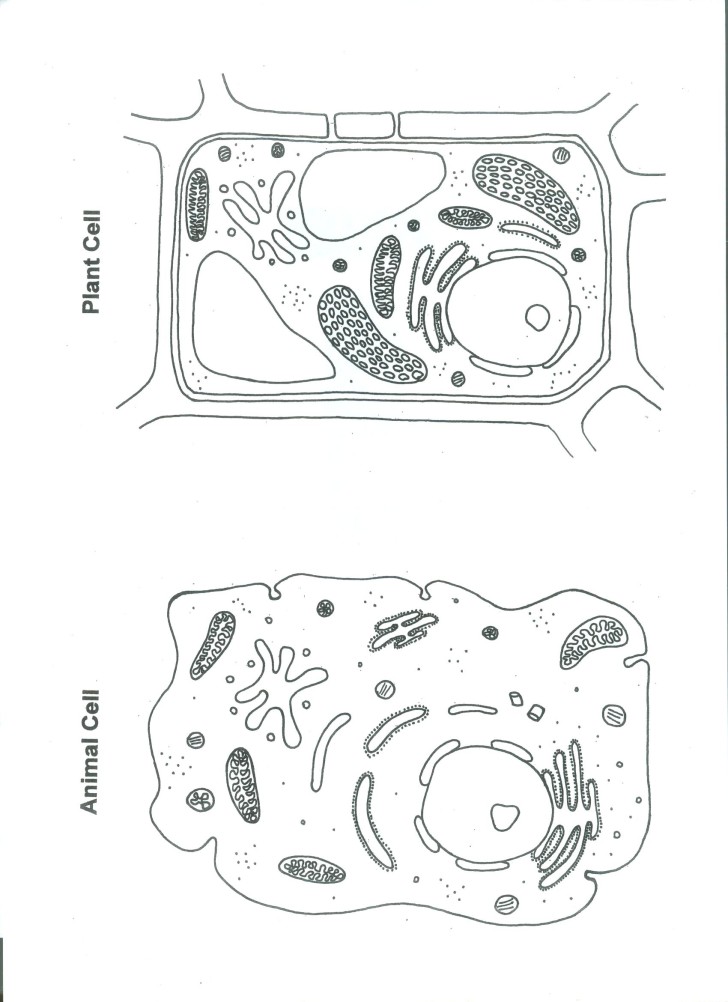 Cell , 6 Animal And Plant Cell Quiz : Plant And Animal Cell Color Worksheet
