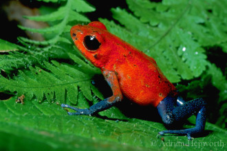 Poison Dart Frog (Dendrobates pumilio) in Amphibia