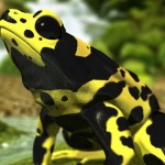 Poison Dart Frog Rainforest Animals , 5 Poison Arrow Frog Rainforest Animals In Amphibia Category