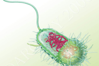 Prokaryotic Cell in Microbes