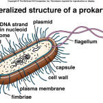 Prokaryotic Cell Structure , 7 Prokaryotic Cell Pictures In Cell Category