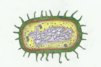 Prokaryotic Cell Images , 7 Prokaryotic Cell Pictures In Cell Category