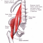 Psoas and Iliopsoas Stretching , 7 Psoas Muscle Back Pain In Muscles Category