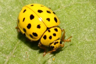 Psyllobora Vigintiduopunctata , 6 Lady Bug Beetles In Beetles Category