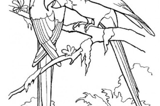 RainForest Birds Coloring Pages , 7 Rainforest Animals Coloring Pages In Animal Category