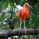 Rainforest Birds Pictures 1 , 6 Rainforest Birds Pictures In Birds Category