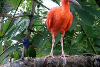 Rainforest Birds Pictures 1 in Plants