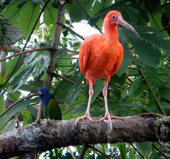 Rainforest Birds Pictures 1