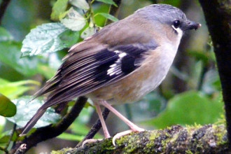 Rainforest Birds Pictures 3 , 6 Rainforest Birds Pictures In Birds Category