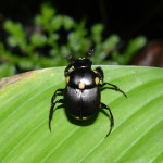Rainforest dung beetle Panama , 7 Rainforest Beetles Pictures In Beetles Category