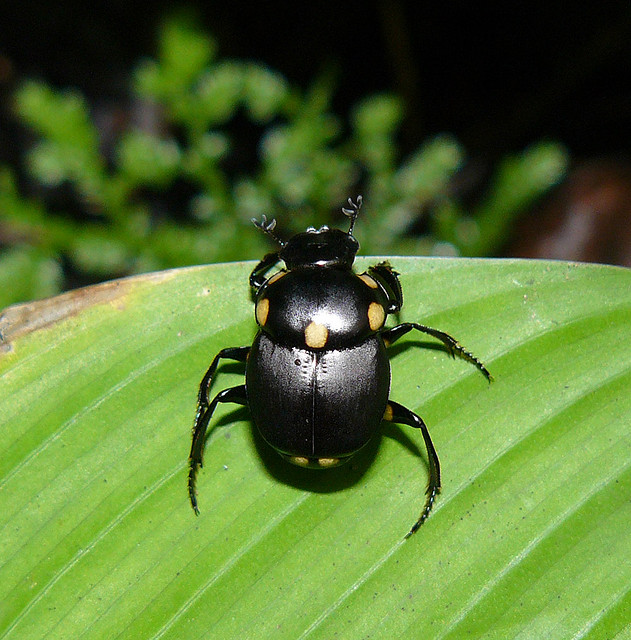 Rainforest dung beetle Panama