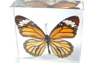 Real Monarch Butterfly Paperweight , 8 Monarch Butterfly Gift Items In Butterfly Category