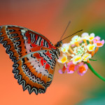 Red Lacewing Butterfly facts , 6 Red Lacewing Butterfly Photos In Butterfly Category