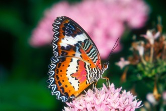 Red Lacewing Butterfly Images , 6 Red Lacewing Butterfly Photos In Butterfly Category