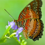 Red Lacewing butterfly capture , 6 Red Lacewing Butterfly Photos In Butterfly Category