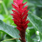 Red ginger , 8 Pictures Of Tropical Rainforest Pictures Of Plants In Plants Category