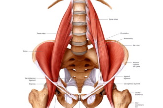Release psoas muscle in Human