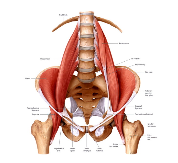 Muscles , 7 Psoas Muscle Back Pain : Release Psoas Muscle