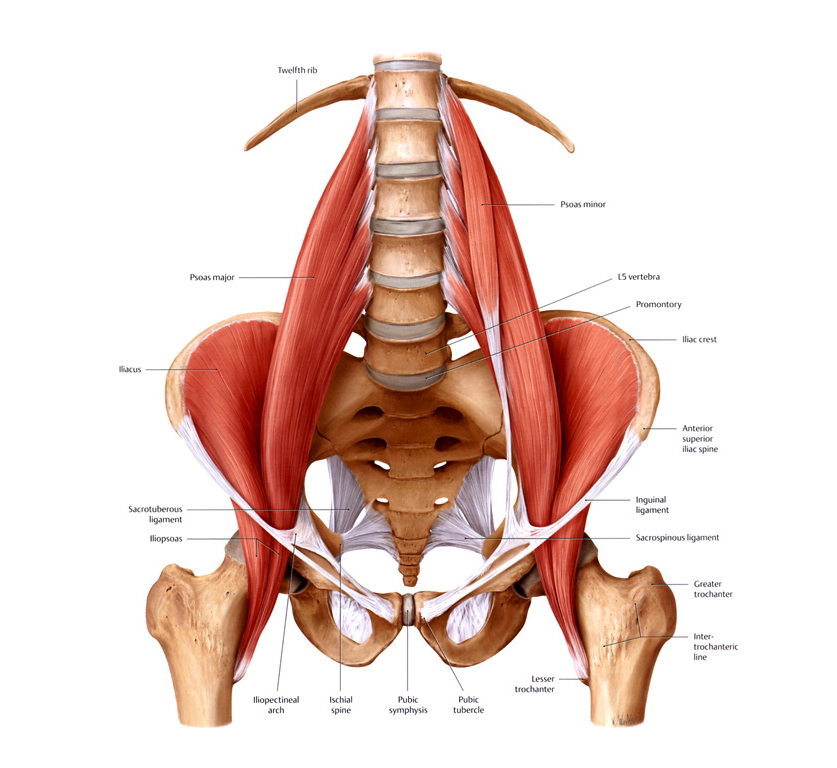 Release psoas muscle