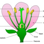 Reproduction in Angiospermophytes , 7 Flower Structure In Plants Category