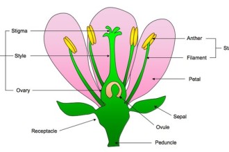 Reproduction In Angiospermophytes , 7 Flower Structure In Plants Category