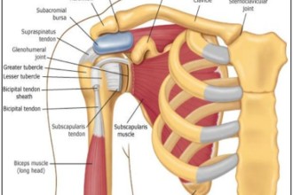 Rotator Cuff Anatomy , 5 Rotator Cuff Anatomy Muscles In Muscles Category