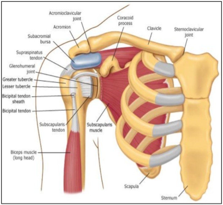 Rotator cuff anatomy : Biological Science Picture Directory – Pulpbits.net