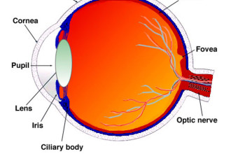Sagittal Section Of Human Eye , 6 Human Eyes Anatomy Worksheet In Organ Category