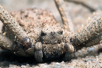 Sicarius Sp , 6 Six-Eyed Sand Spider Photos In Spider Category