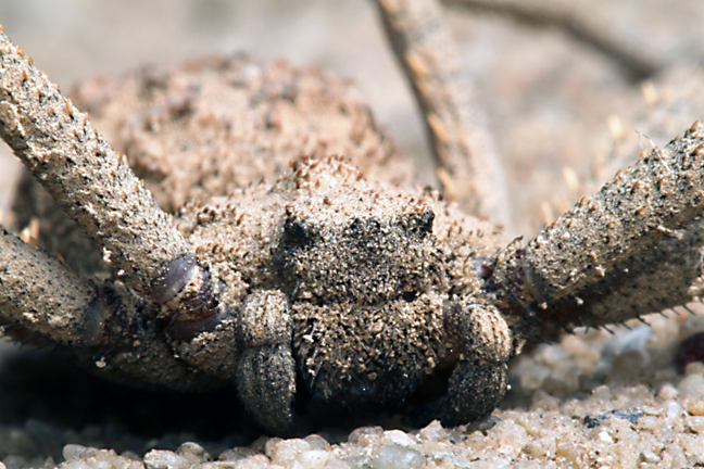 Spider , 6 Six-Eyed Sand Spider Photos : Sicarius Sp
