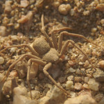 Six Eyed Sand Spider bites , 6 Six Eyed Sand Spider Photos In Spider Category