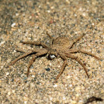 Six Eyed Sand Spider habitat , 6 Six Eyed Sand Spider Photos In Spider Category