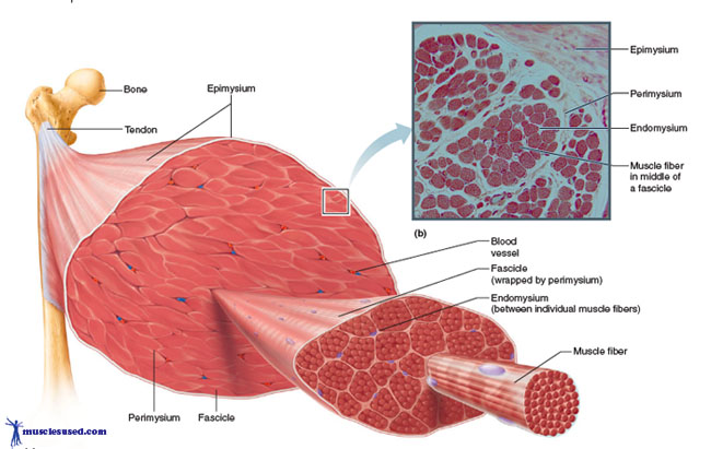 Skeletal Muscle Breakdown What are Muscles