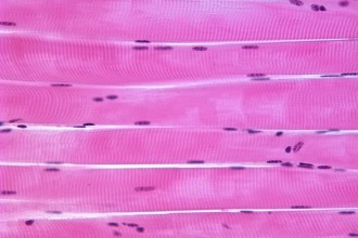Skeletal Muscle histology in pisces