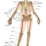 Skeletal System , 6 Human Anatomy Skeleton Pictures In Skeleton Category