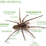 Spider Anatomy 1 , 6 Spider Anatomy Images In Spider Category
