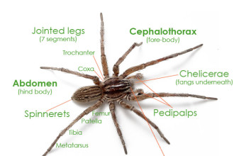 Spider Anatomy 1 in Bug