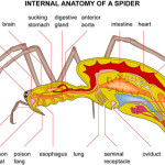 Spider Anatomy 2 , 6 Spider Anatomy Images In Spider Category